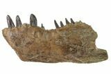 Cretaceous Monster Fish (Xiphactinus) Jaw - Kansas #136441-3